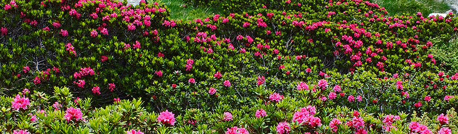 Distese di rododendri in fiore